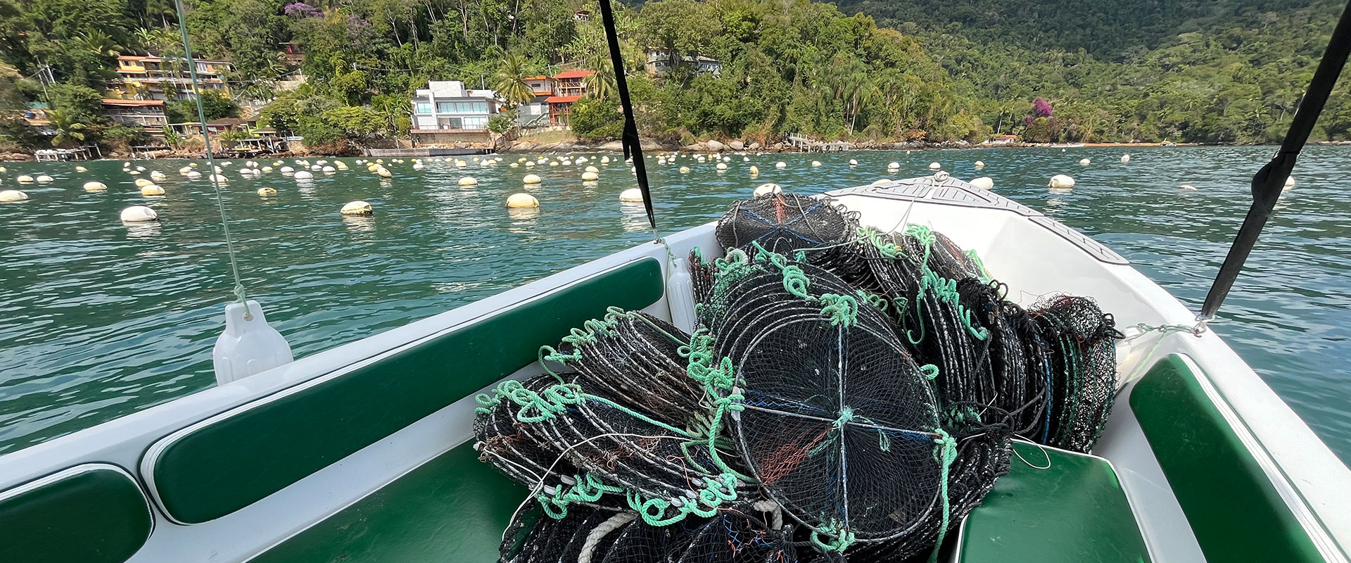 Vieira nativa da Baía da Ilha Grande